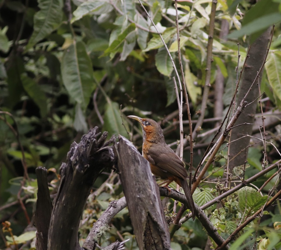 Rusty-cheeked Scimitar-Babbler - ML621165117