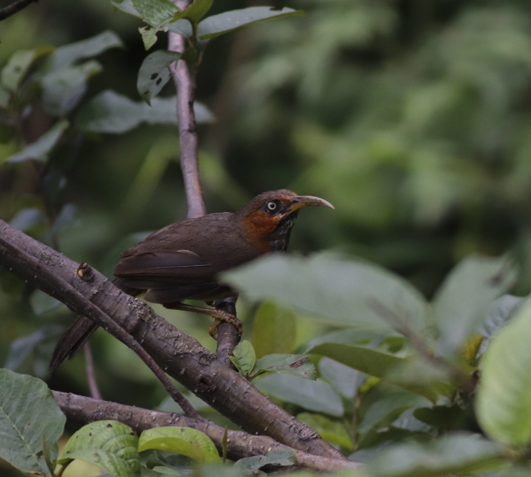Rusty-cheeked Scimitar-Babbler - ML621165118
