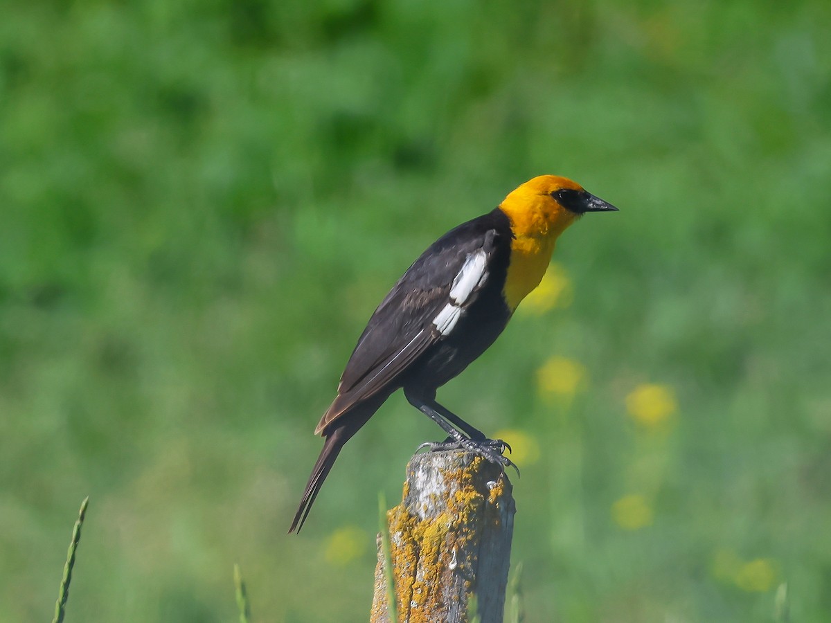 Yellow-headed Blackbird - ML621165122