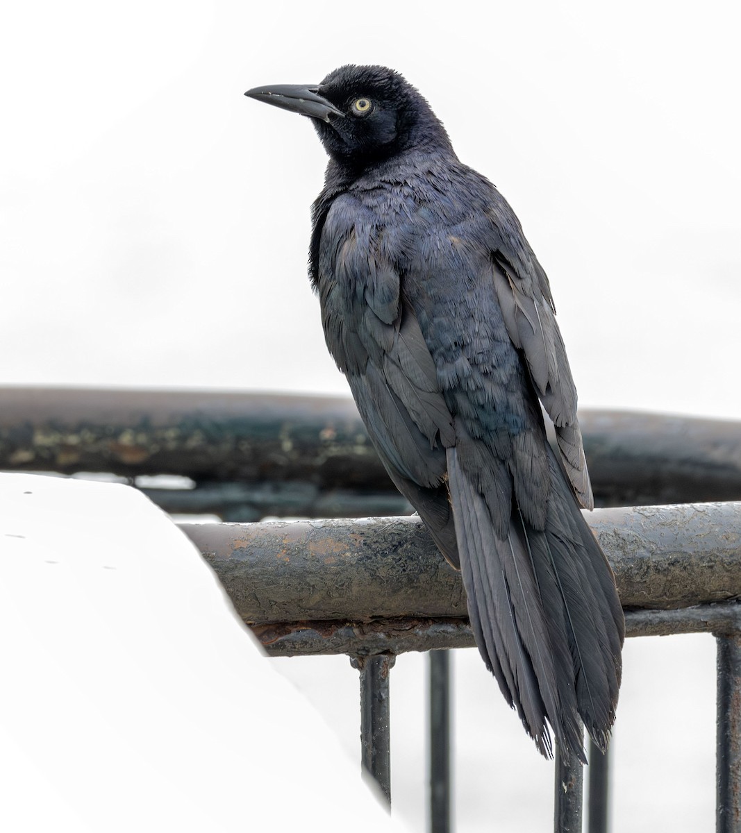 Great-tailed Grackle - ML621165129