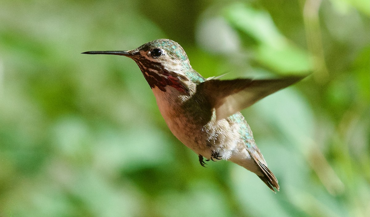 Calliope Hummingbird - ML621165156