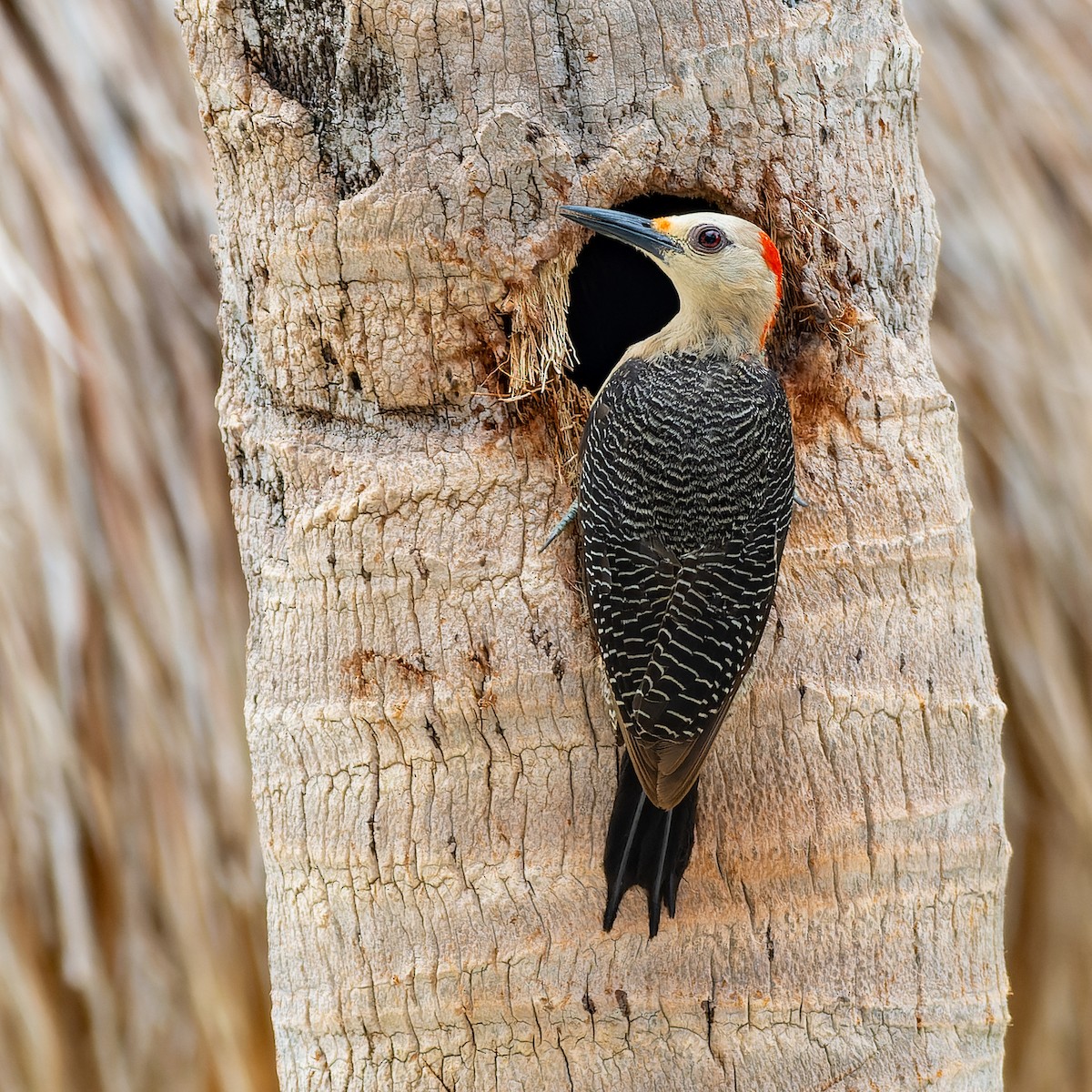 Golden-fronted Woodpecker - ML621165163