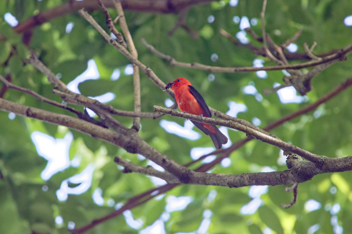 Scarlet Tanager - ML621165164