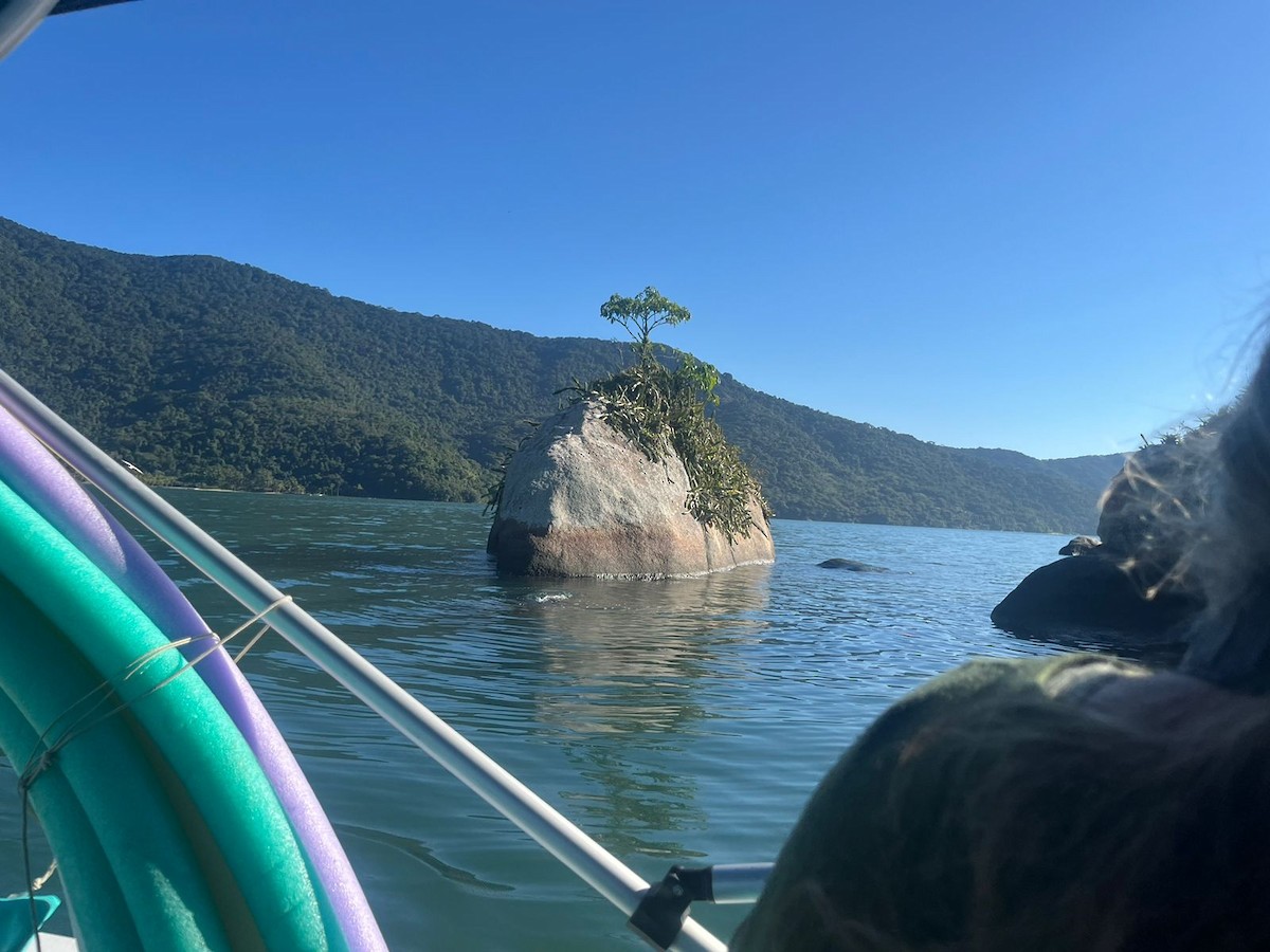 South American Tern - ML621165173