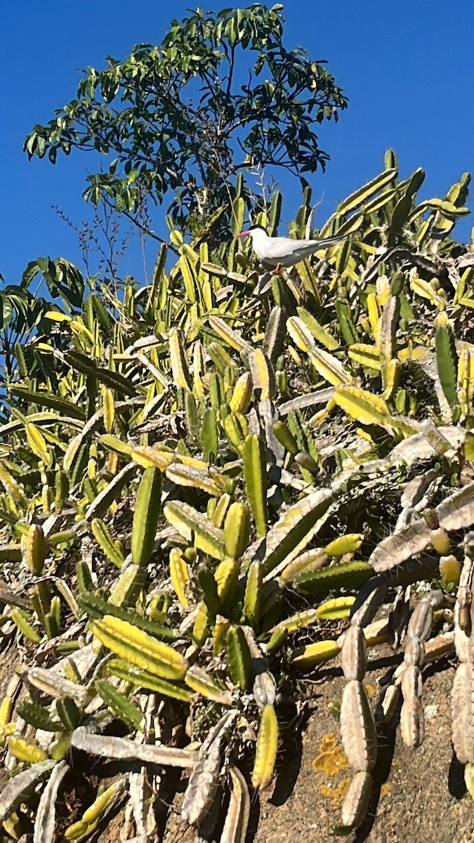 South American Tern - ML621165174