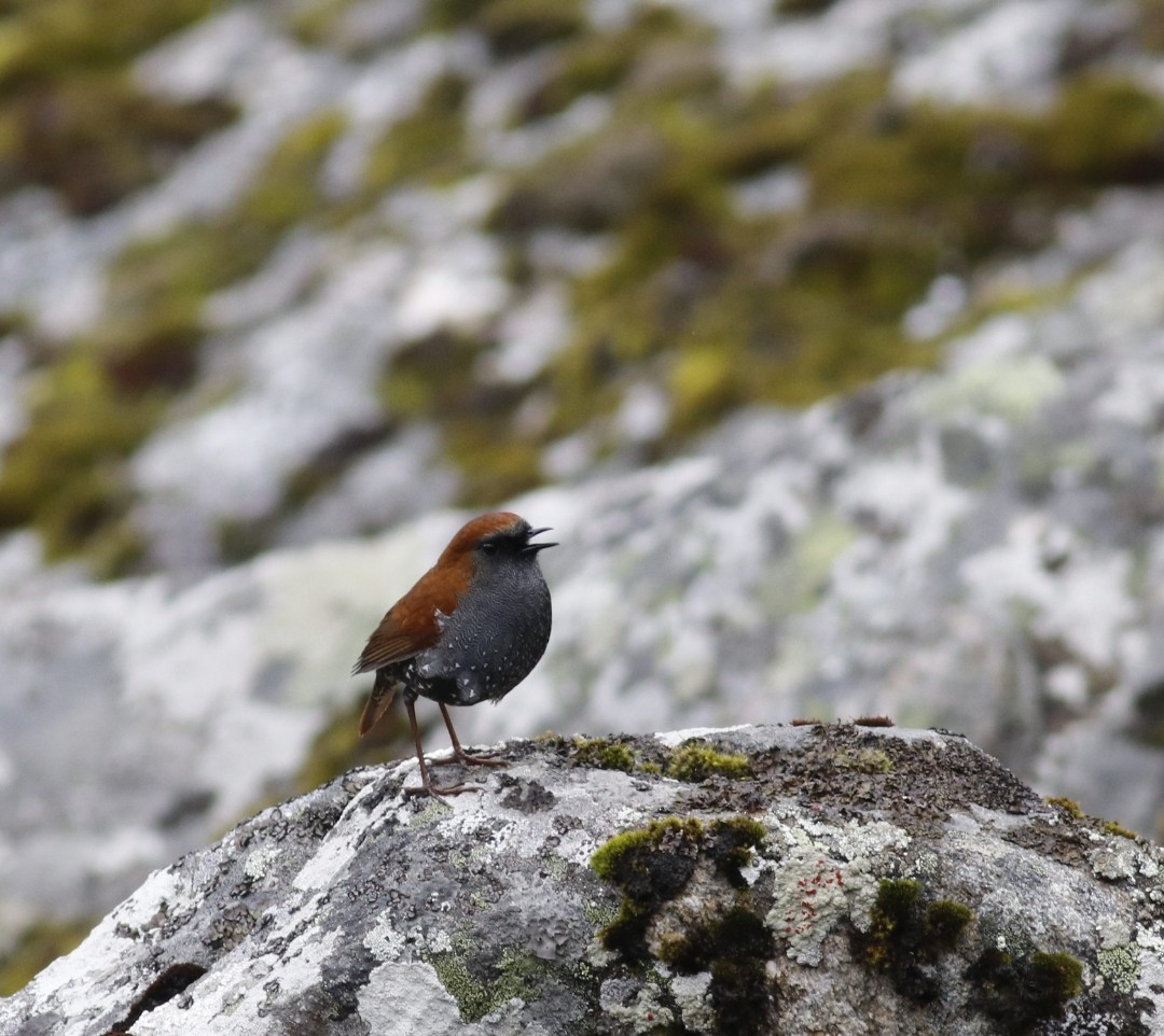 Gould's Shortwing - ML621165180