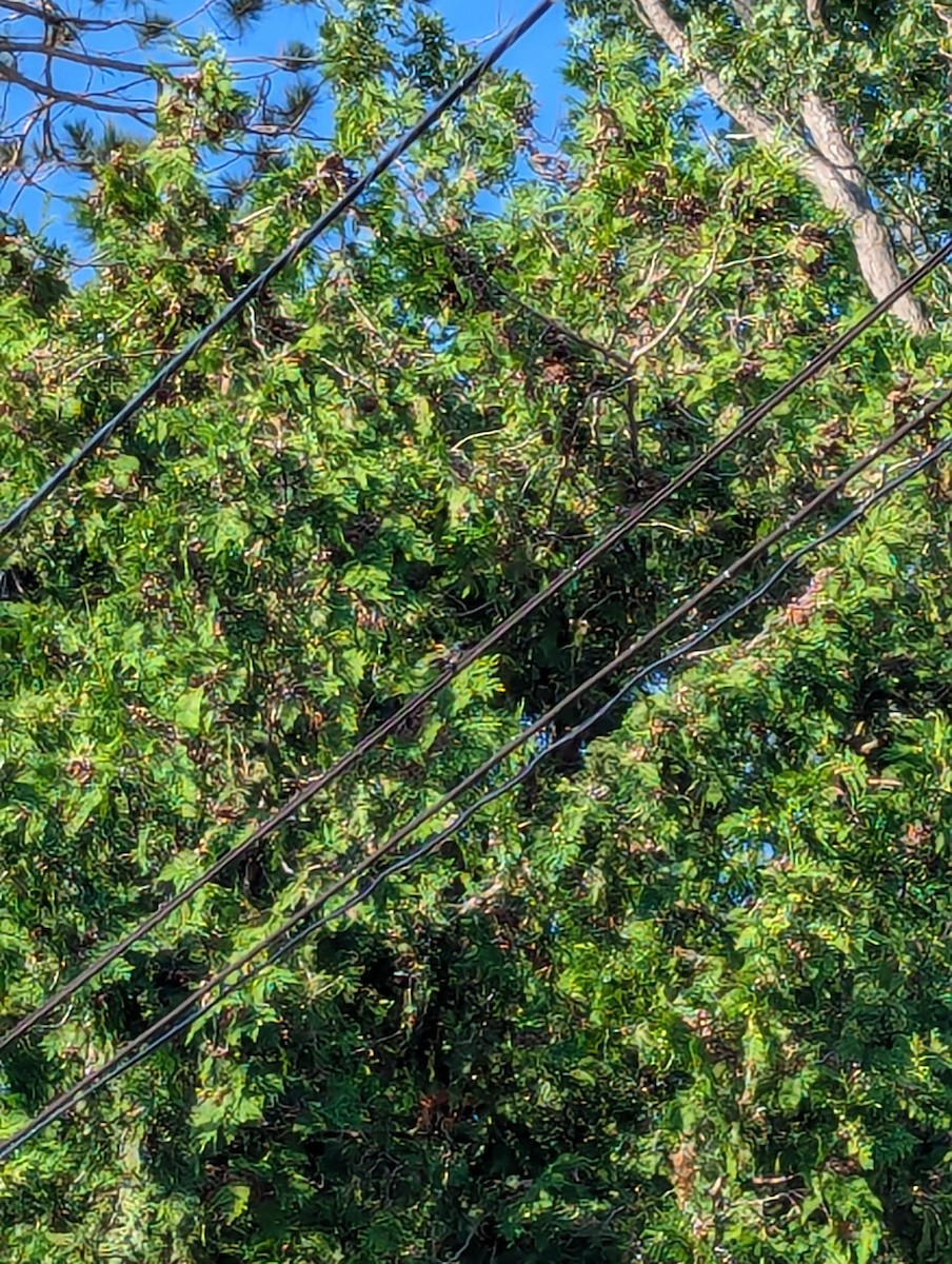 Kara Boğazlı Kolibri - ML621165223