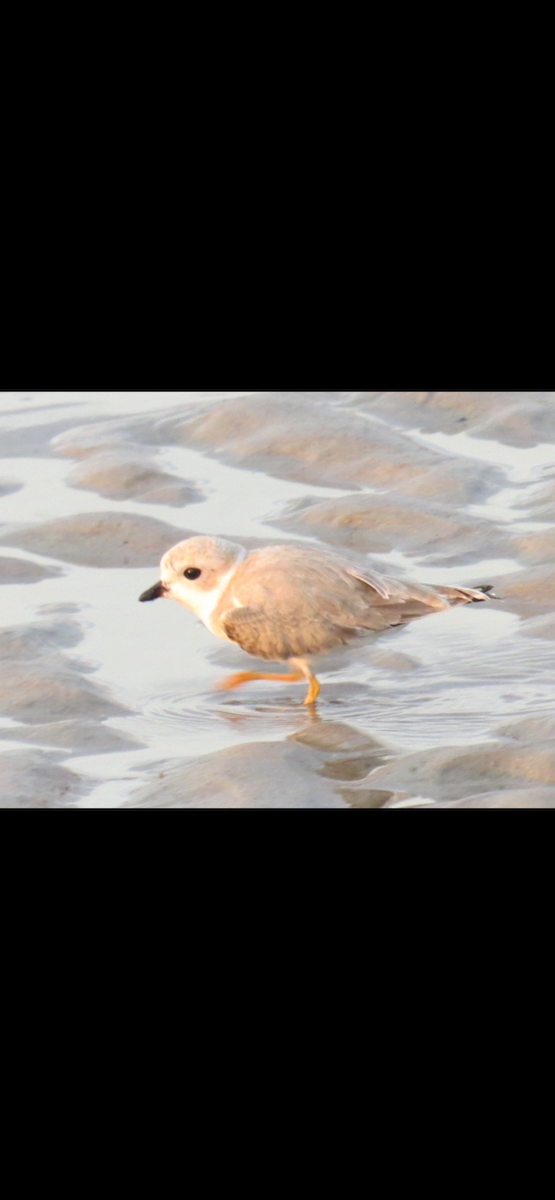 Piping Plover - ML621165229