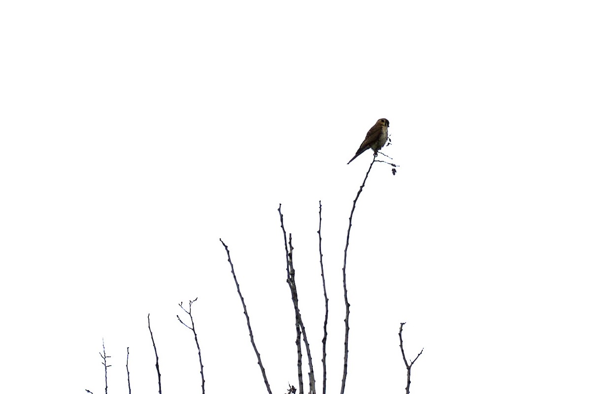 American Kestrel - ML621165243