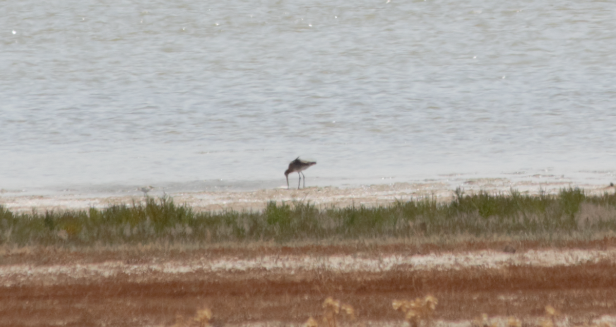 Black-tailed Godwit - ML621165255