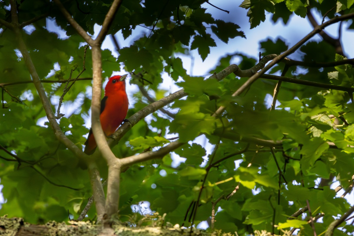 Scarlet Tanager - ML621165257