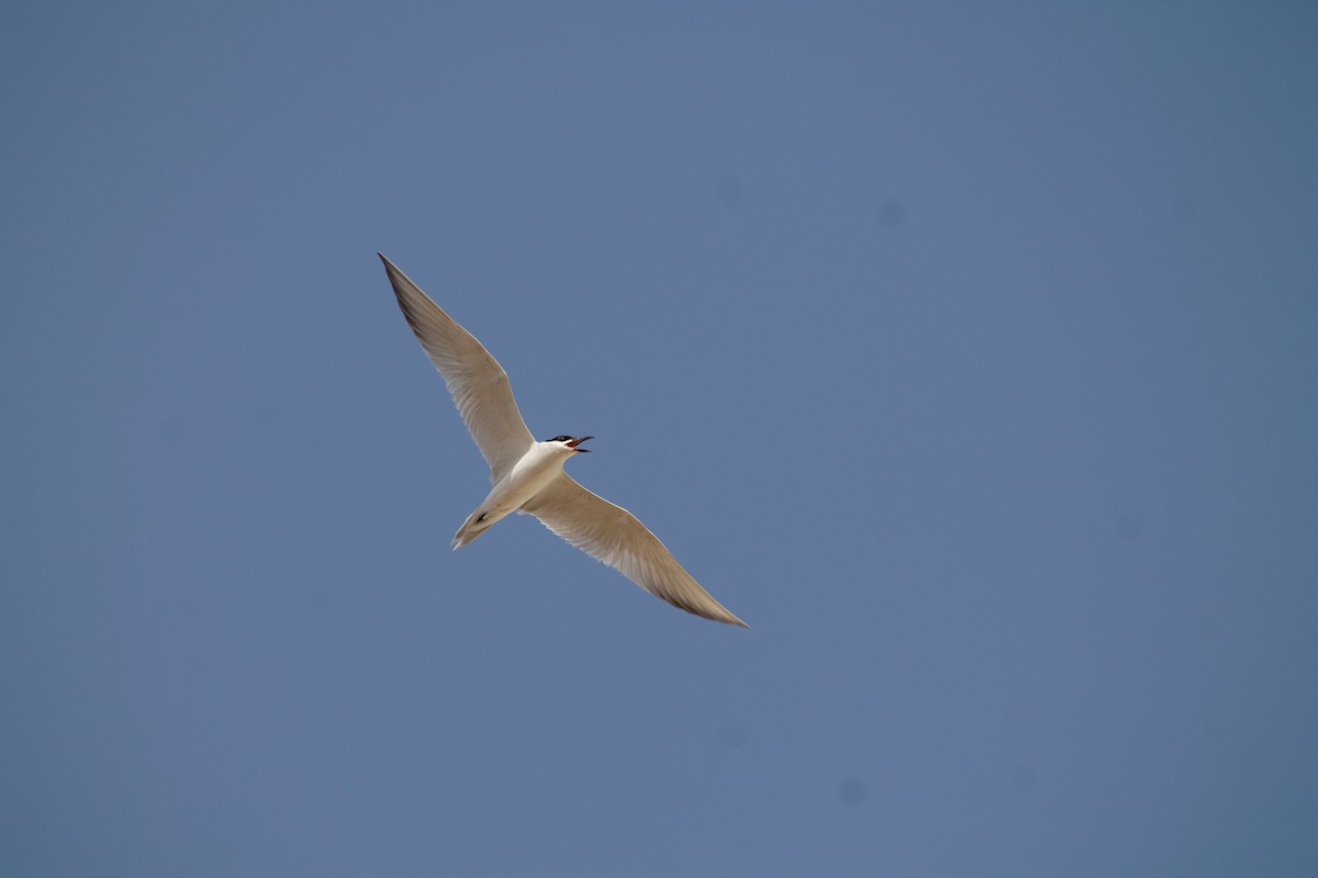 Gull-billed Tern - ML621165267