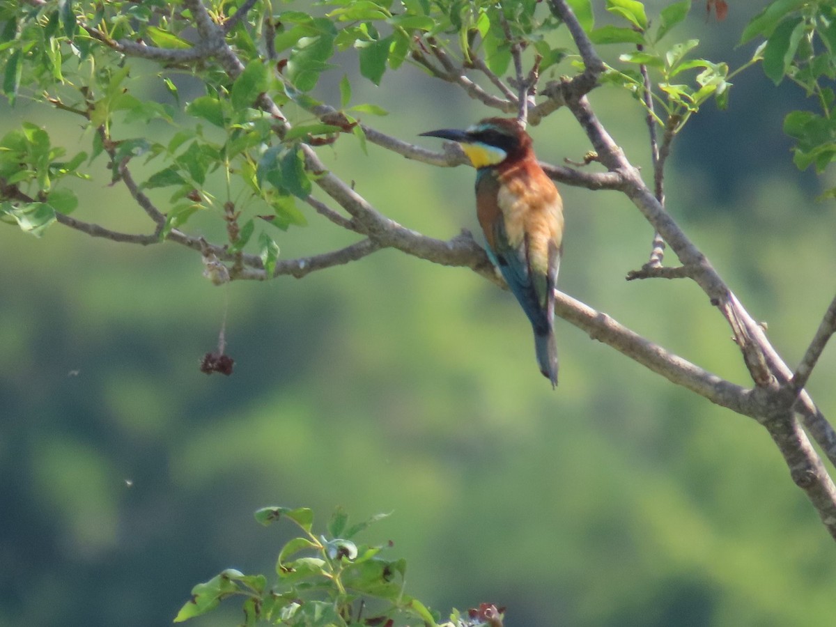 European Bee-eater - ML621165277