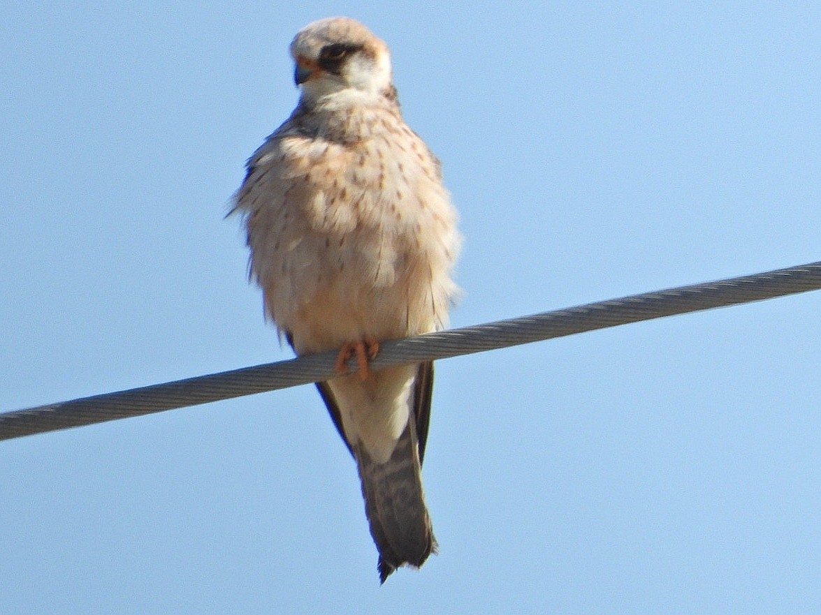 Red-footed Falcon - ML621165278
