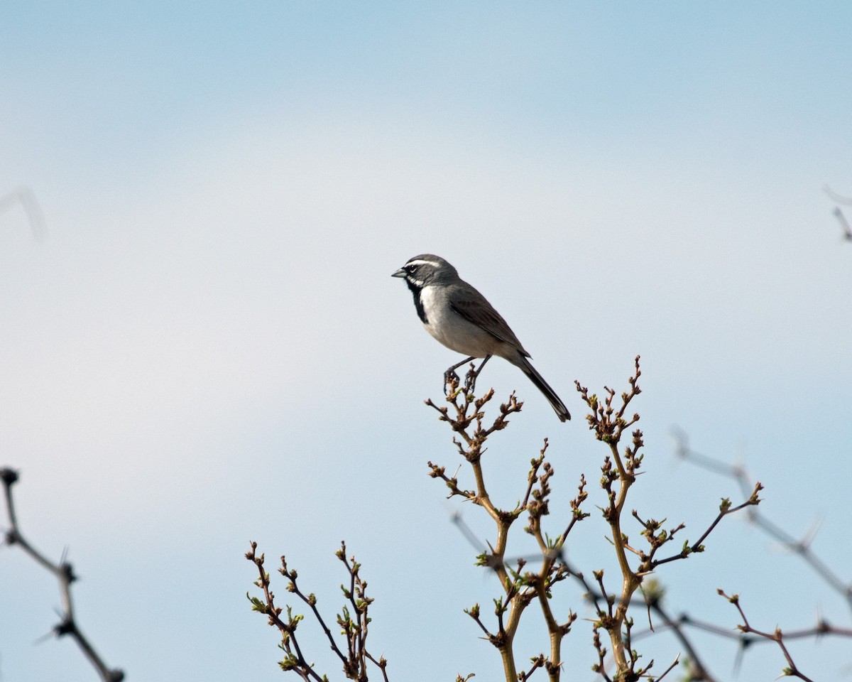 Black-throated Sparrow - ML621165290