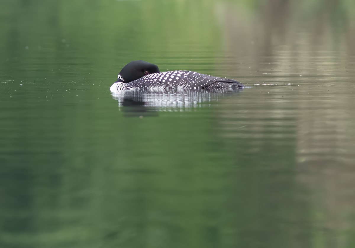 Plongeon huard - ML621165296