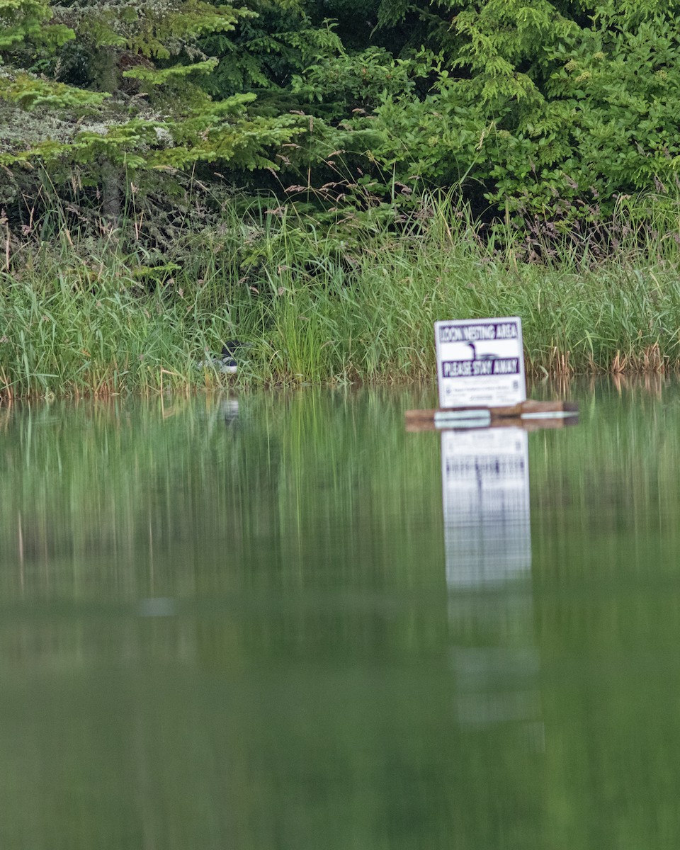 Plongeon huard - ML621165297