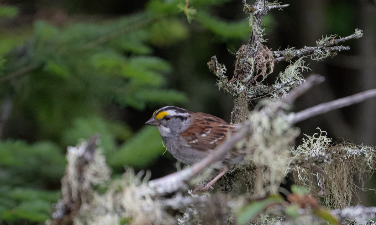 White-throated Sparrow - ML621165339