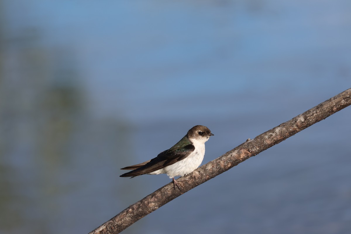 Violet-green Swallow - ML621165439