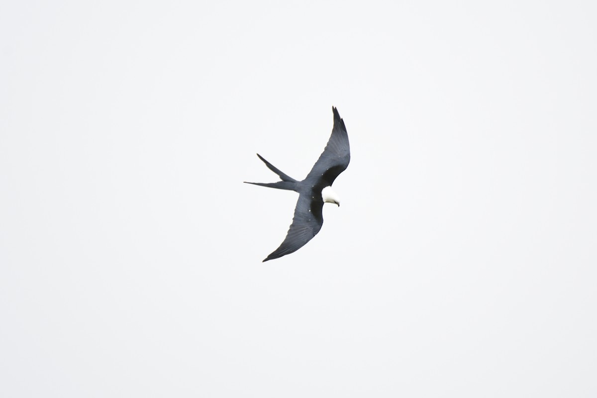 Swallow-tailed Kite - ML621165456