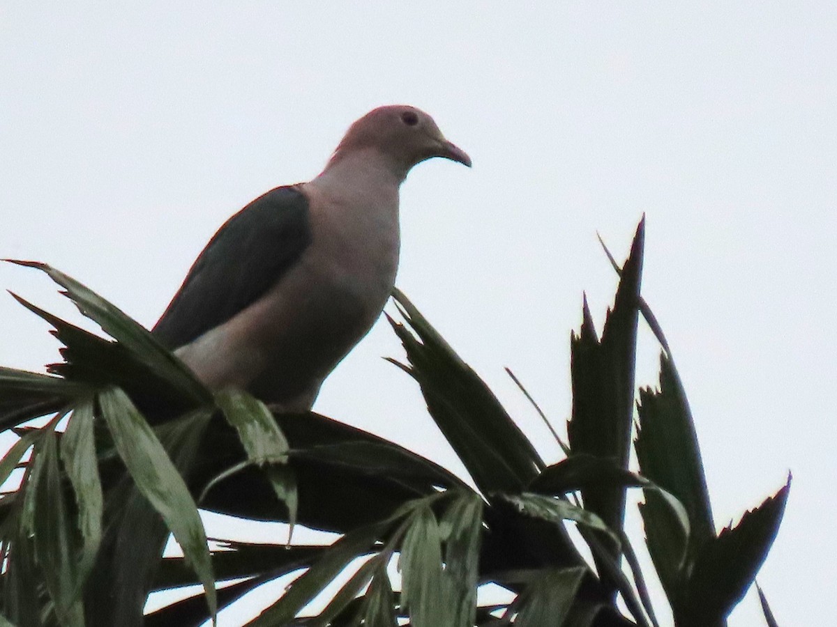 Green Imperial-Pigeon - ML621165484