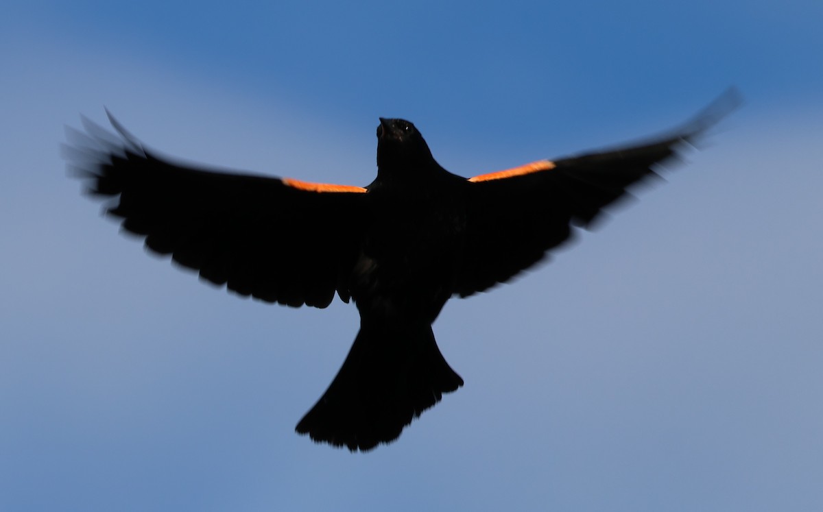 Red-winged Blackbird - ML621165485