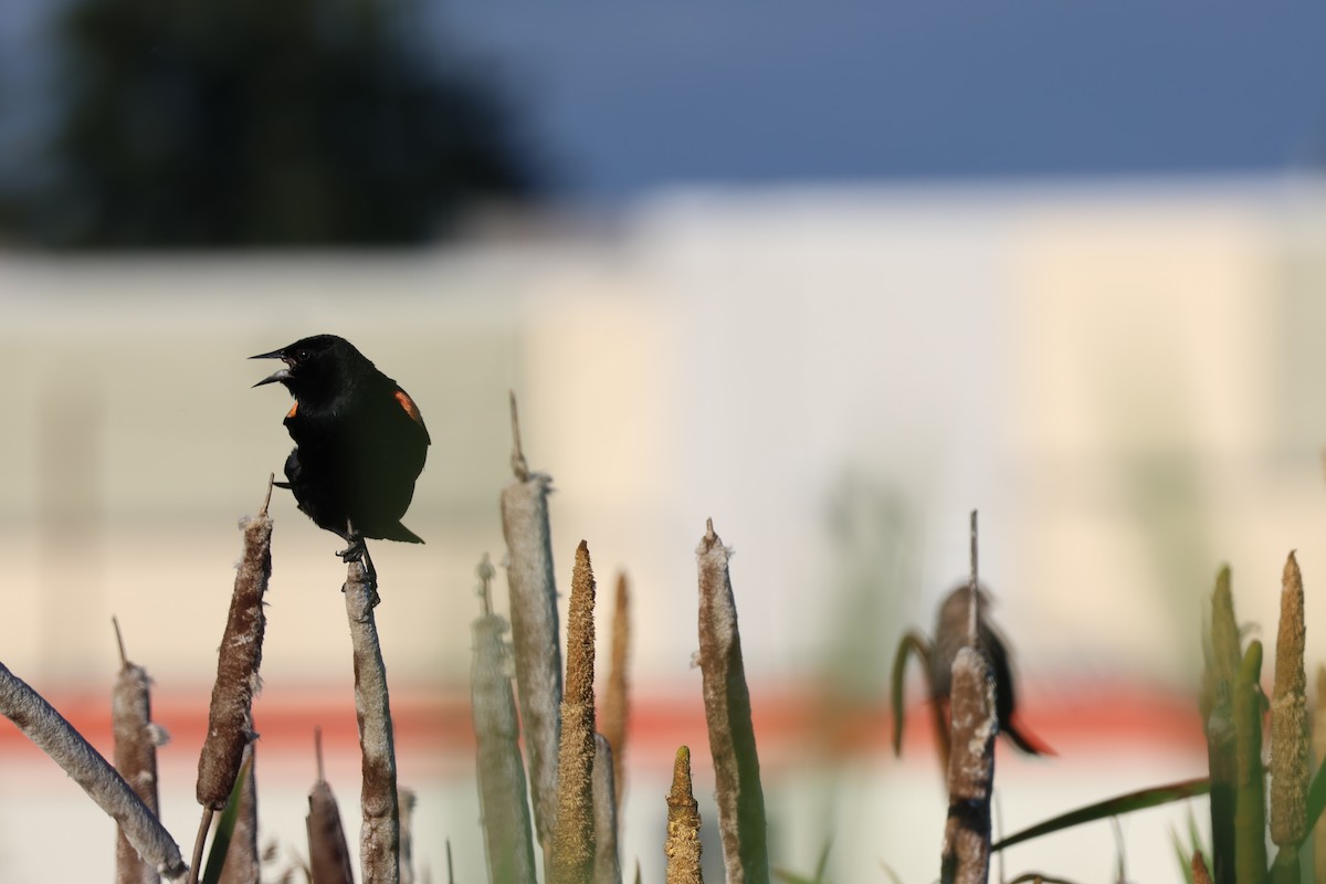 Red-winged Blackbird - ML621165490