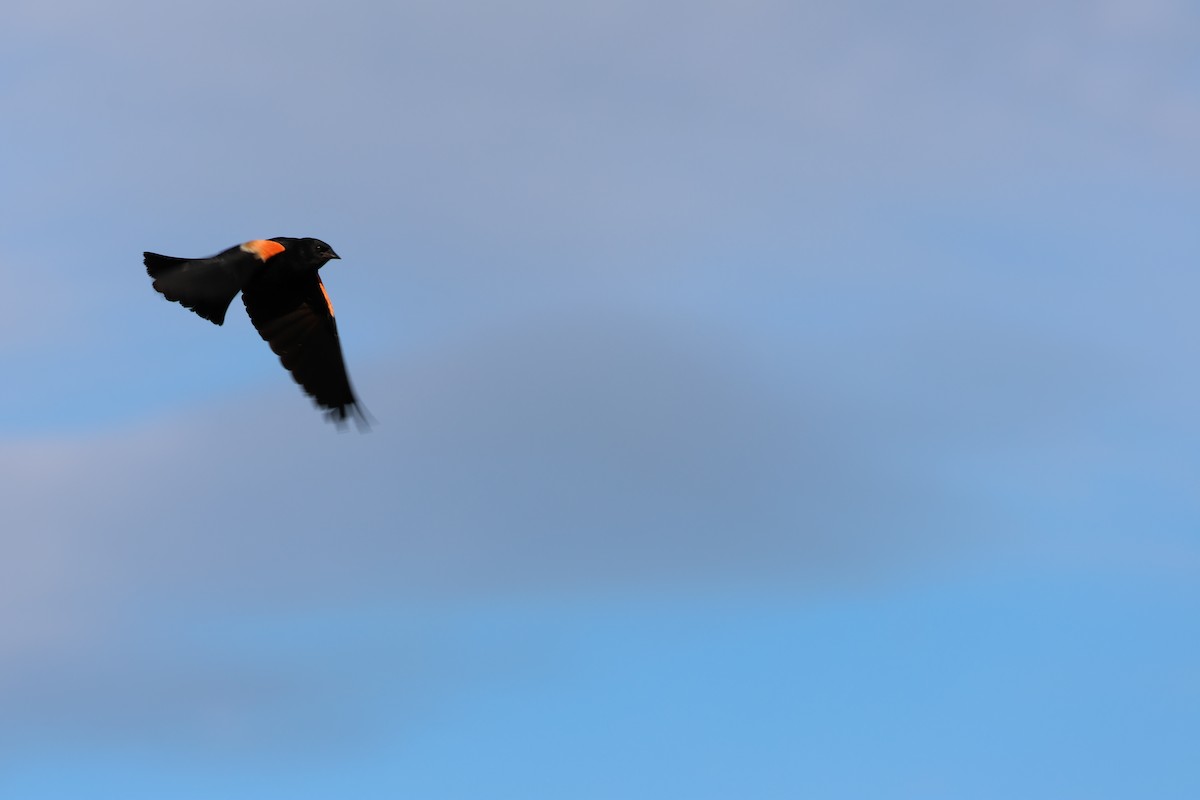 Red-winged Blackbird - ML621165491