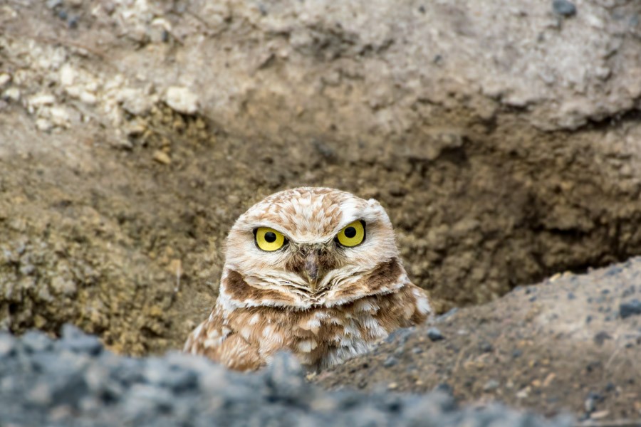 Burrowing Owl - ML621165506