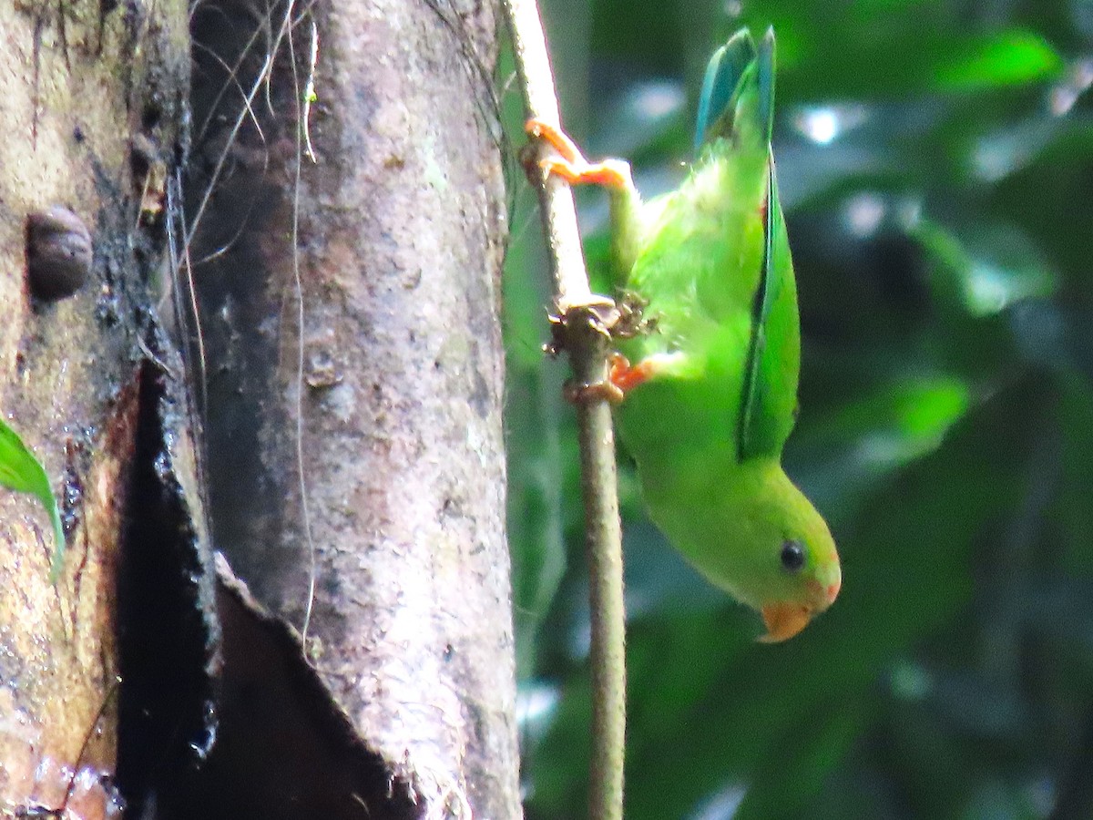 Sri Lanka Hanging-Parrot - ML621165513