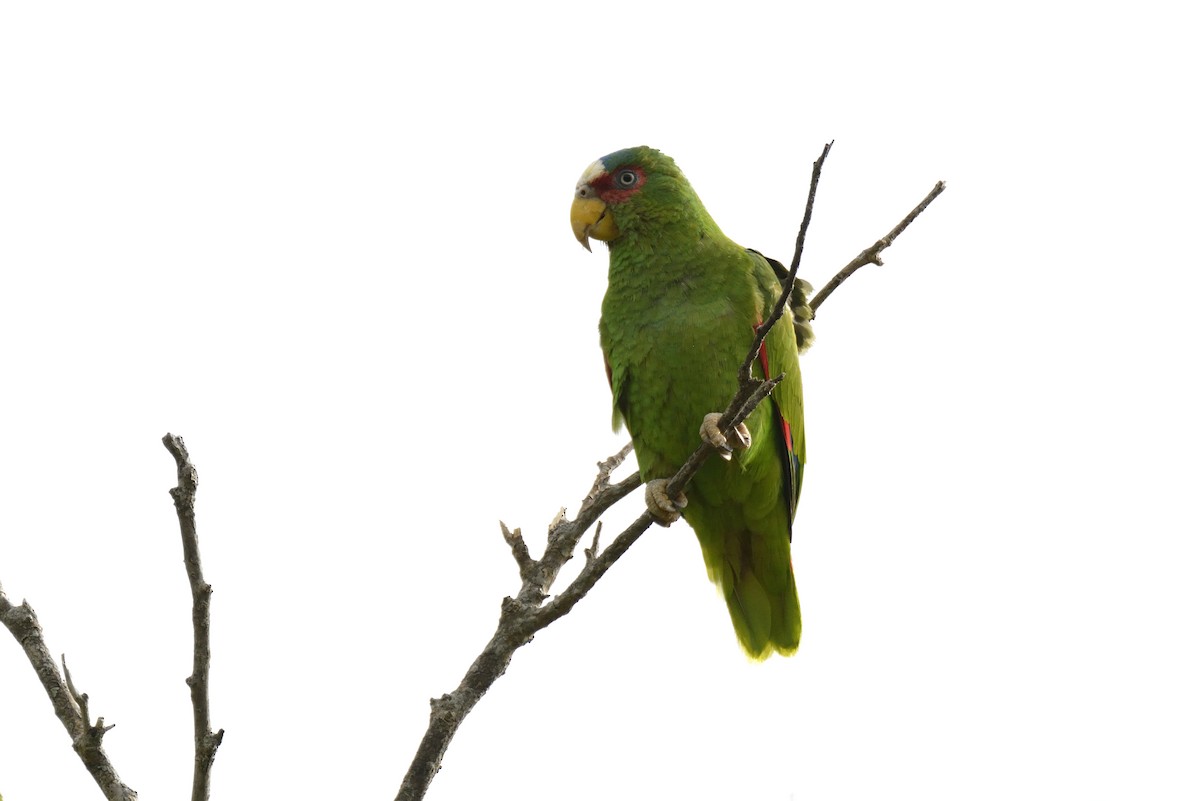 White-fronted Parrot - ML621165520