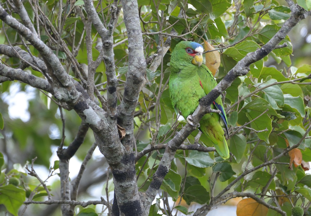 White-fronted Parrot - ML621165521