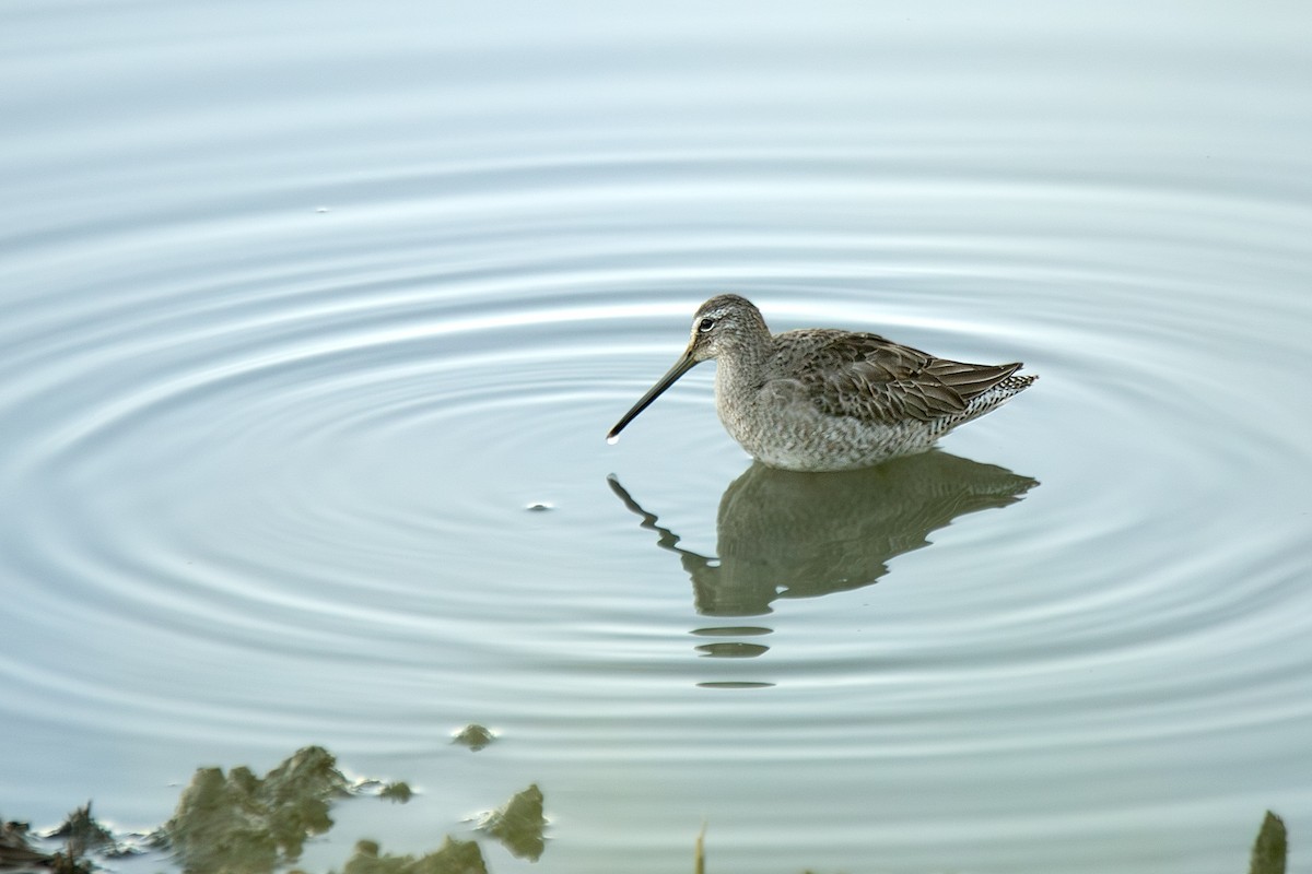 Long-billed Dowitcher - ML621165532