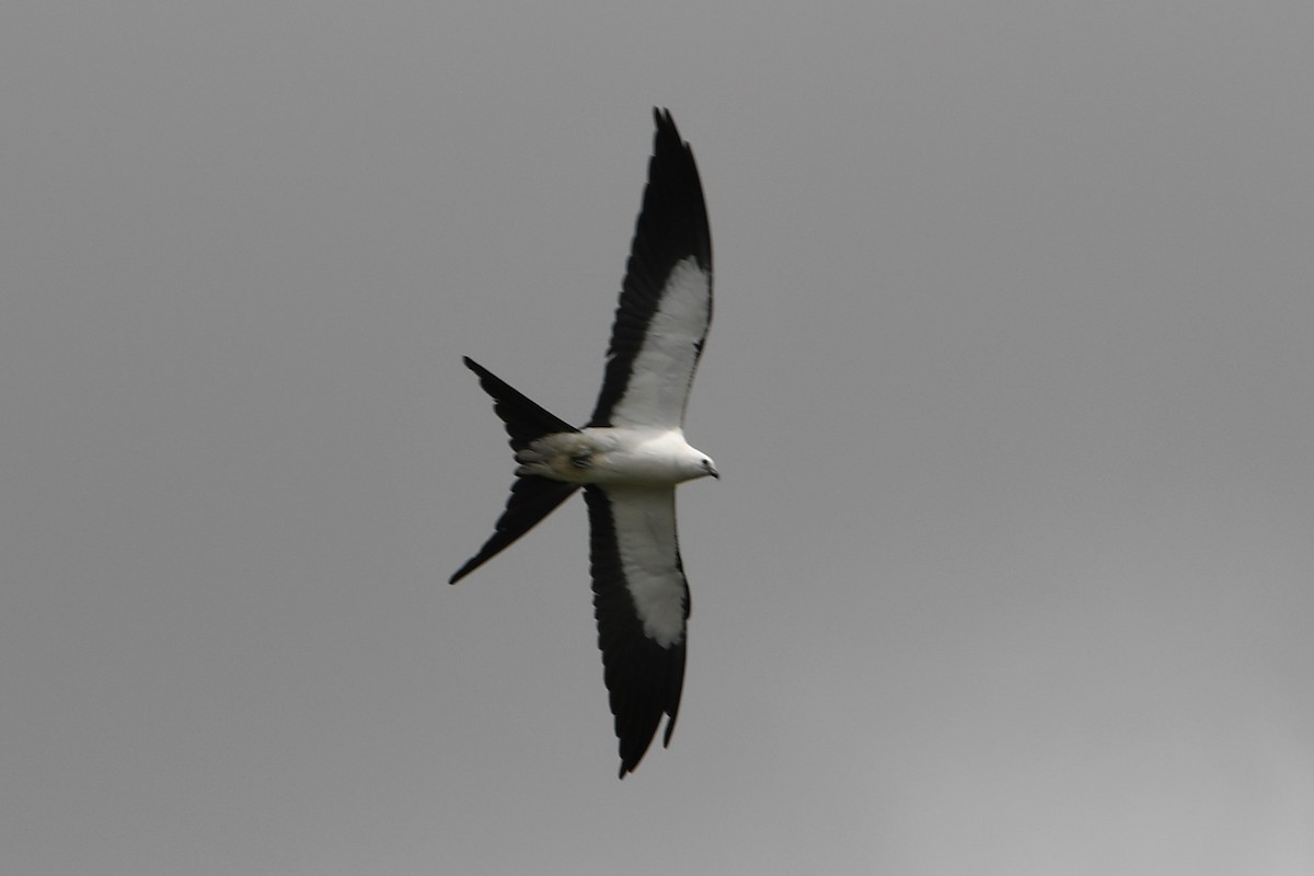 Swallow-tailed Kite - ML621165588