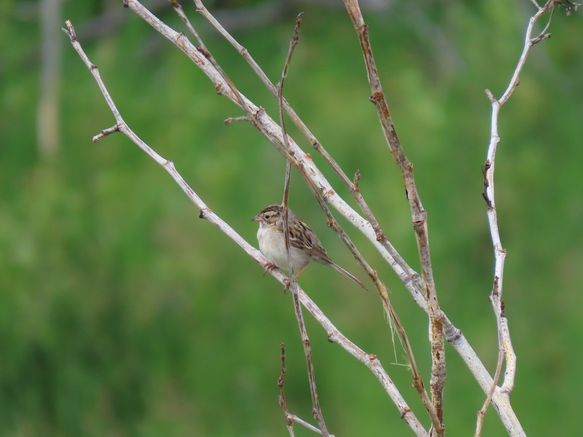 Clay-colored Sparrow - ML621165591