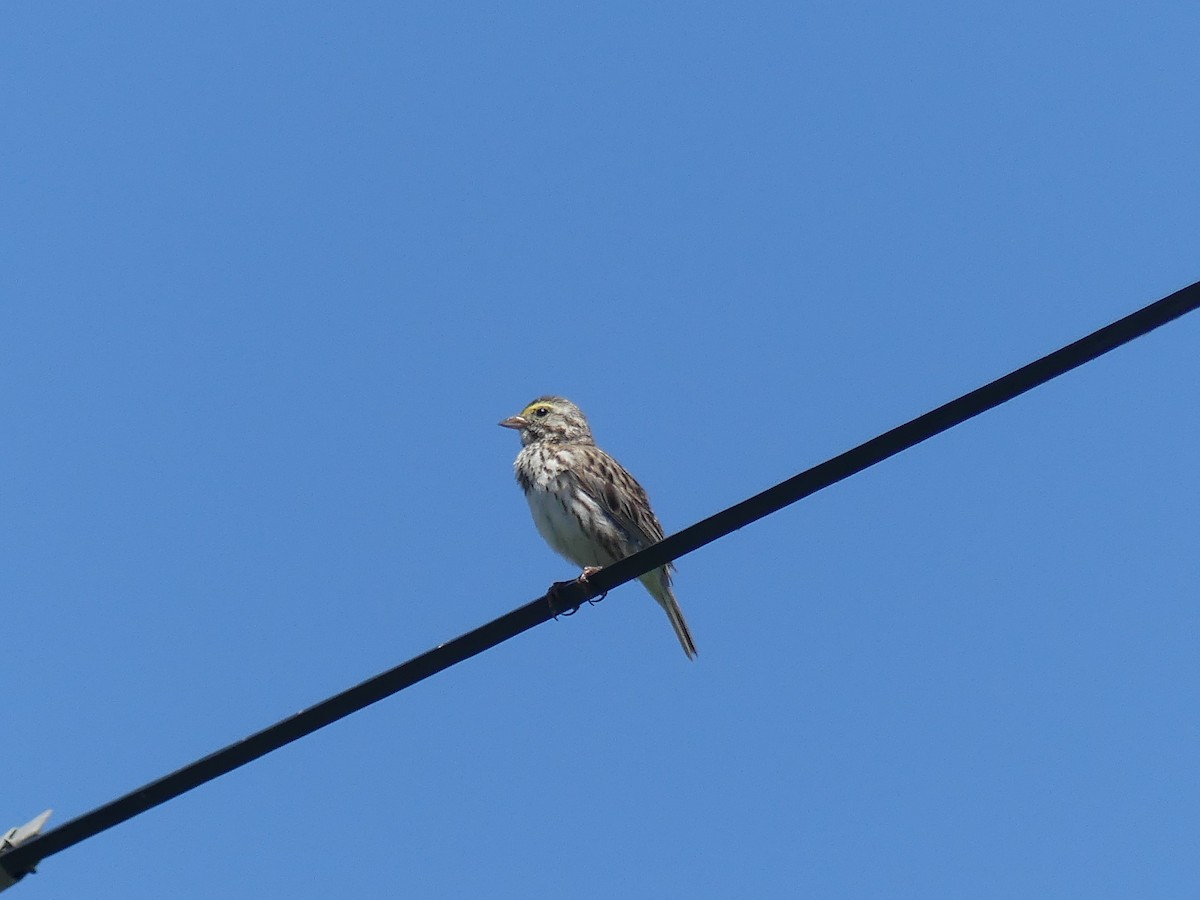 Savannah Sparrow - ML621165630