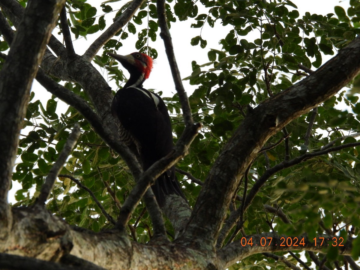 Crimson-crested Woodpecker - ML621165640