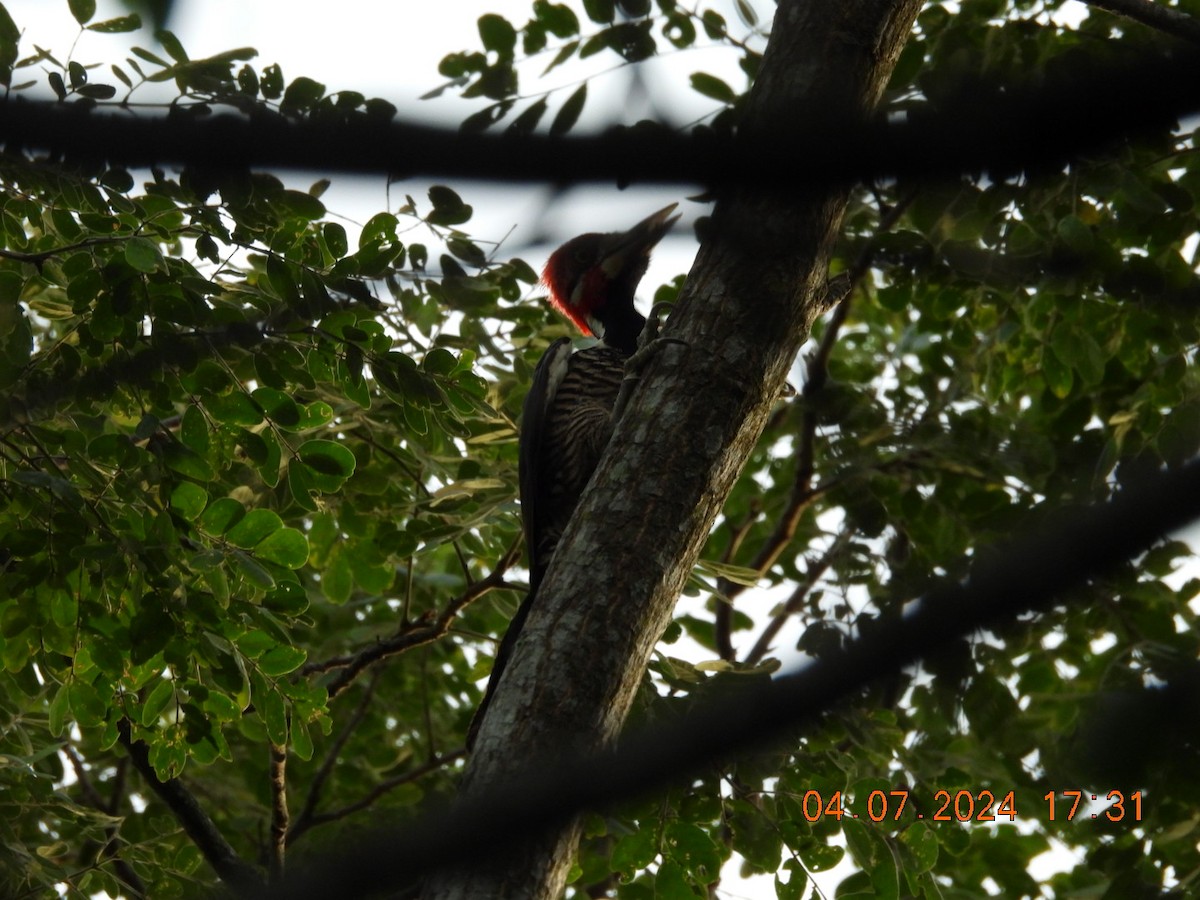 Crimson-crested Woodpecker - ML621165641