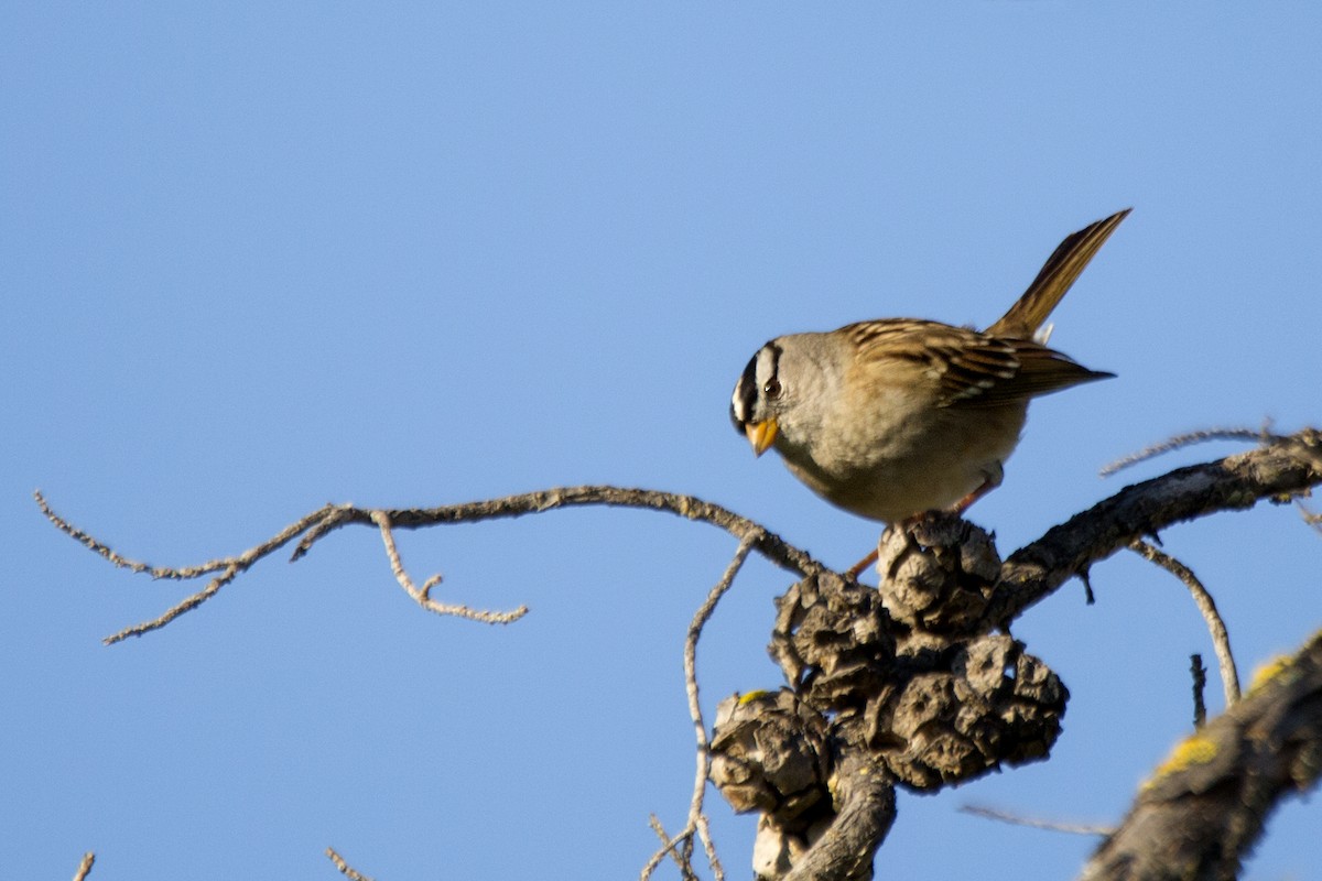 White-crowned Sparrow - ML621165663