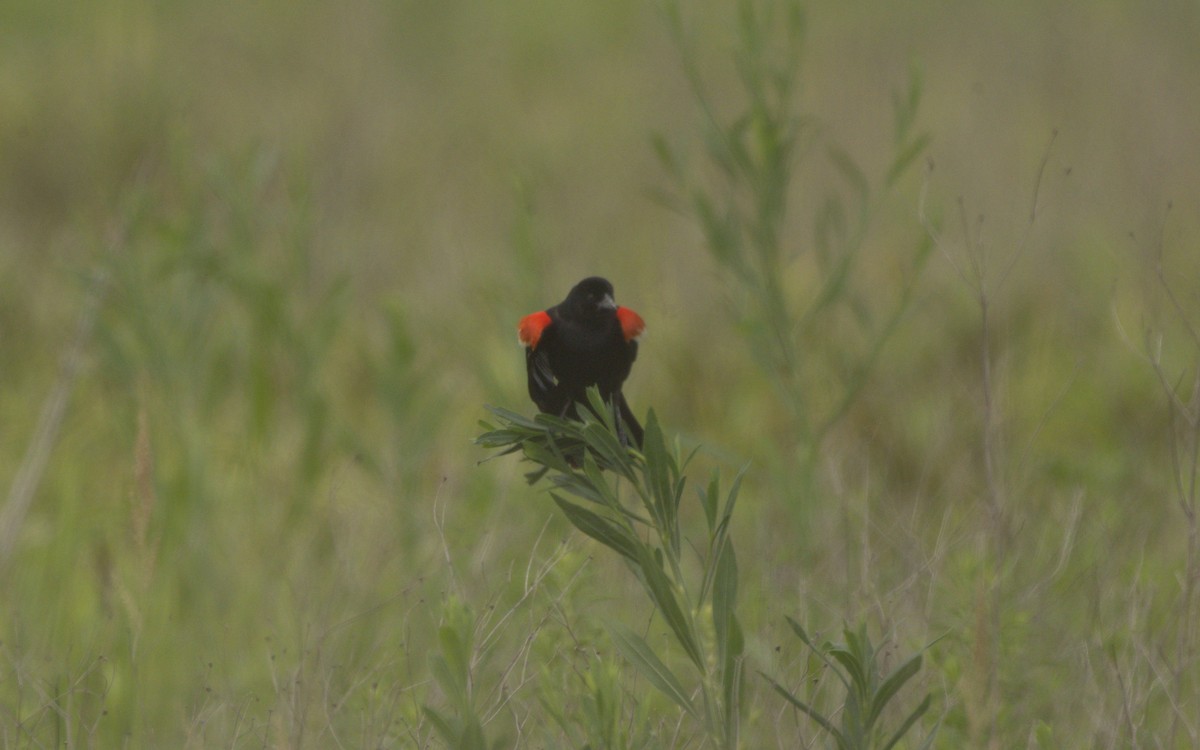 Red-winged Blackbird - ML621165682