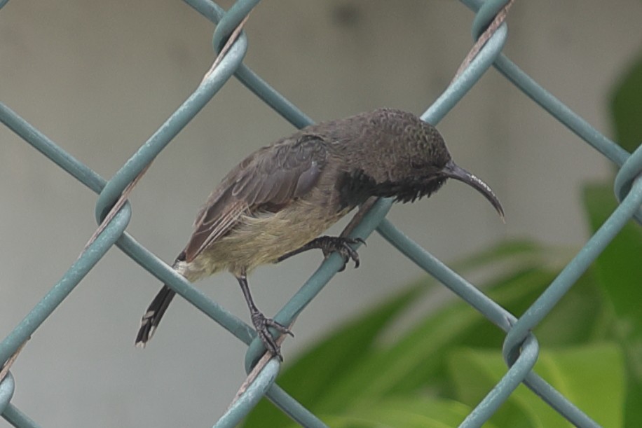 Seychellennektarvogel - ML621165685