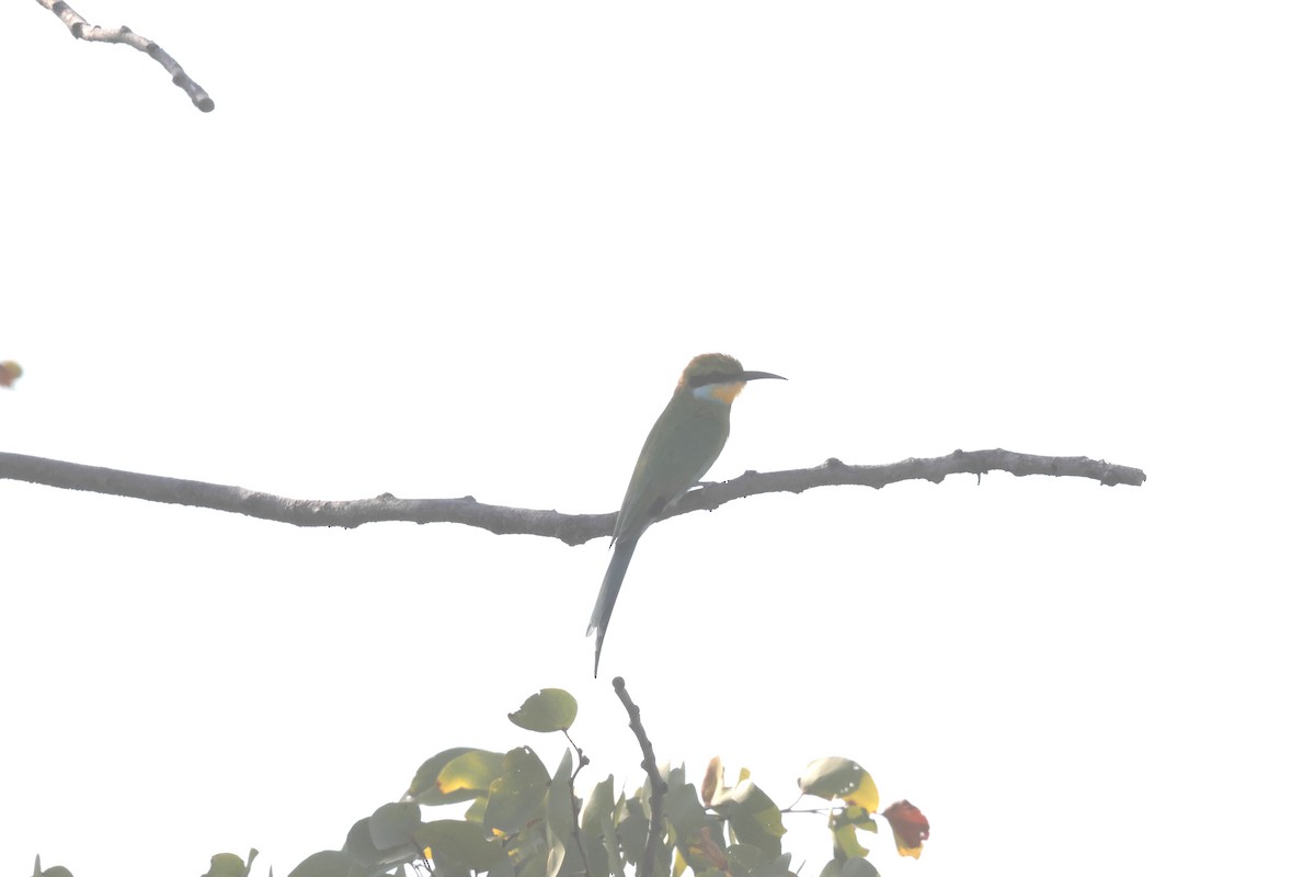 Swallow-tailed Bee-eater - ML621165705