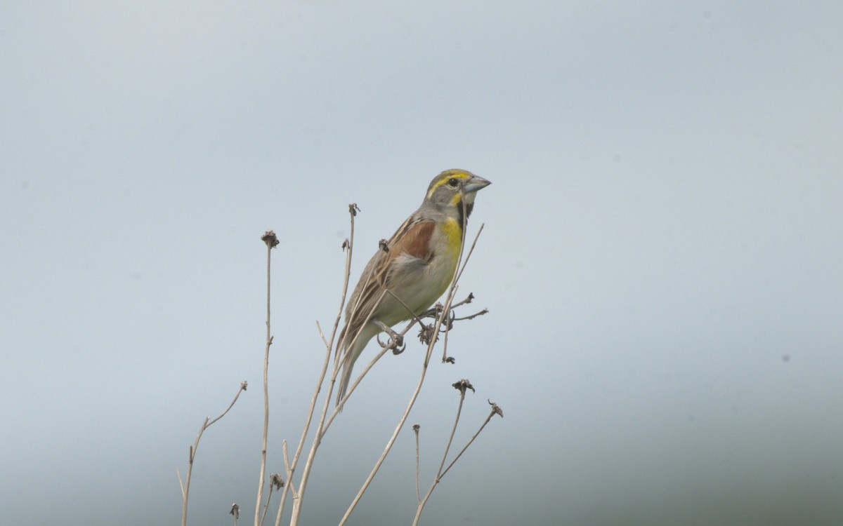 Dickcissel - ML621165724