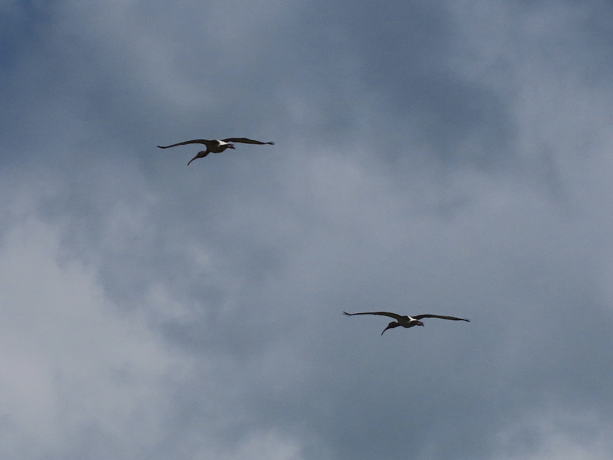 ibis bílý - ML621165740