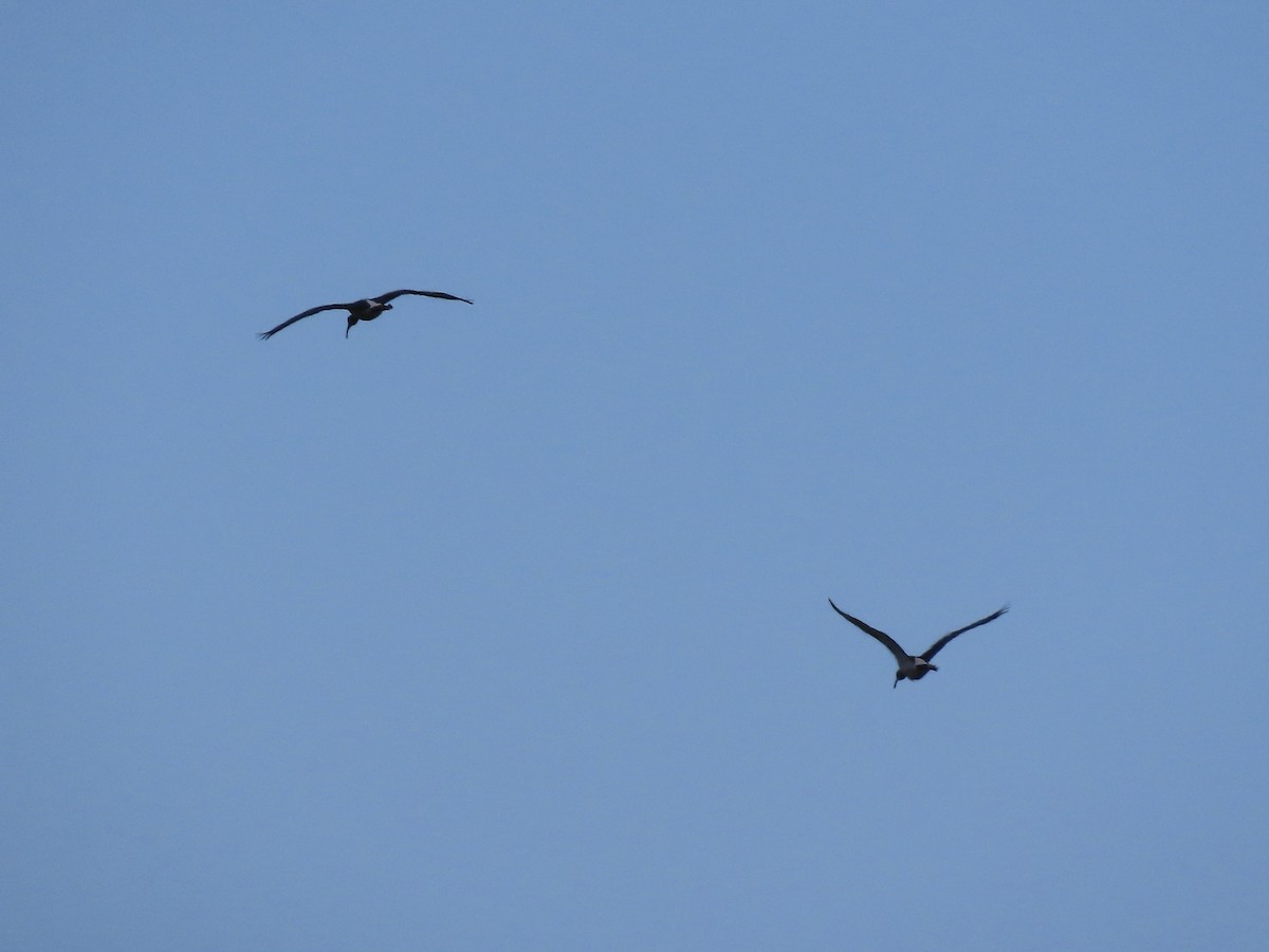 ibis bílý - ML621165745