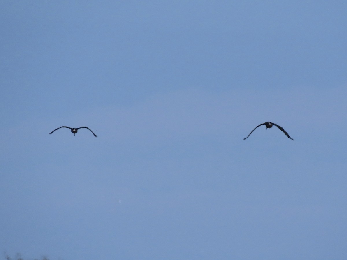 ibis bílý - ML621165746