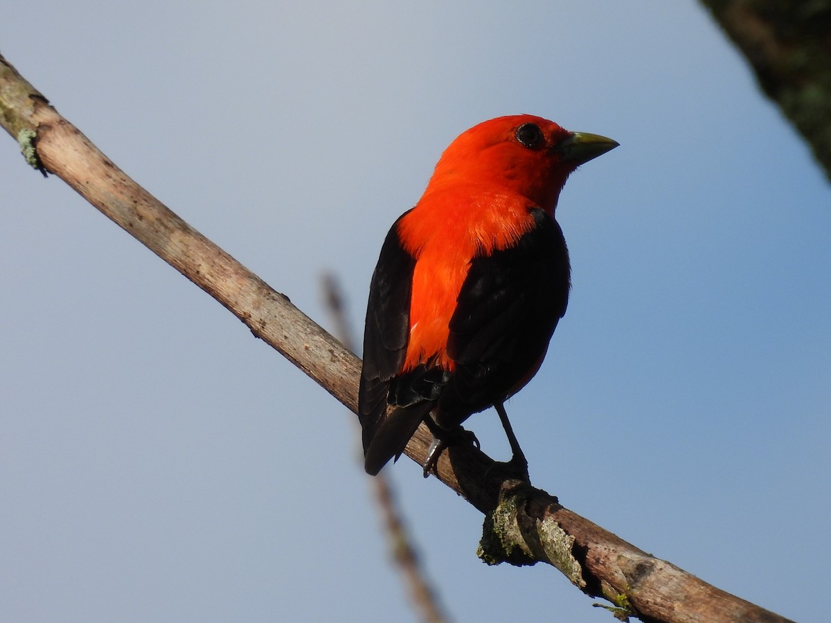 Scarlet Tanager - ML621165753