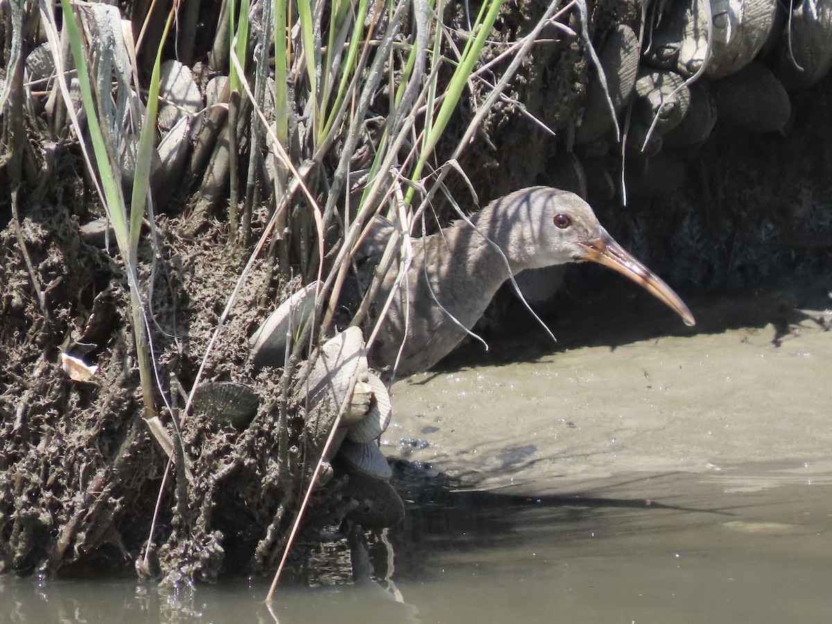 Clapper Rail (Atlantic Coast) - ML621165758