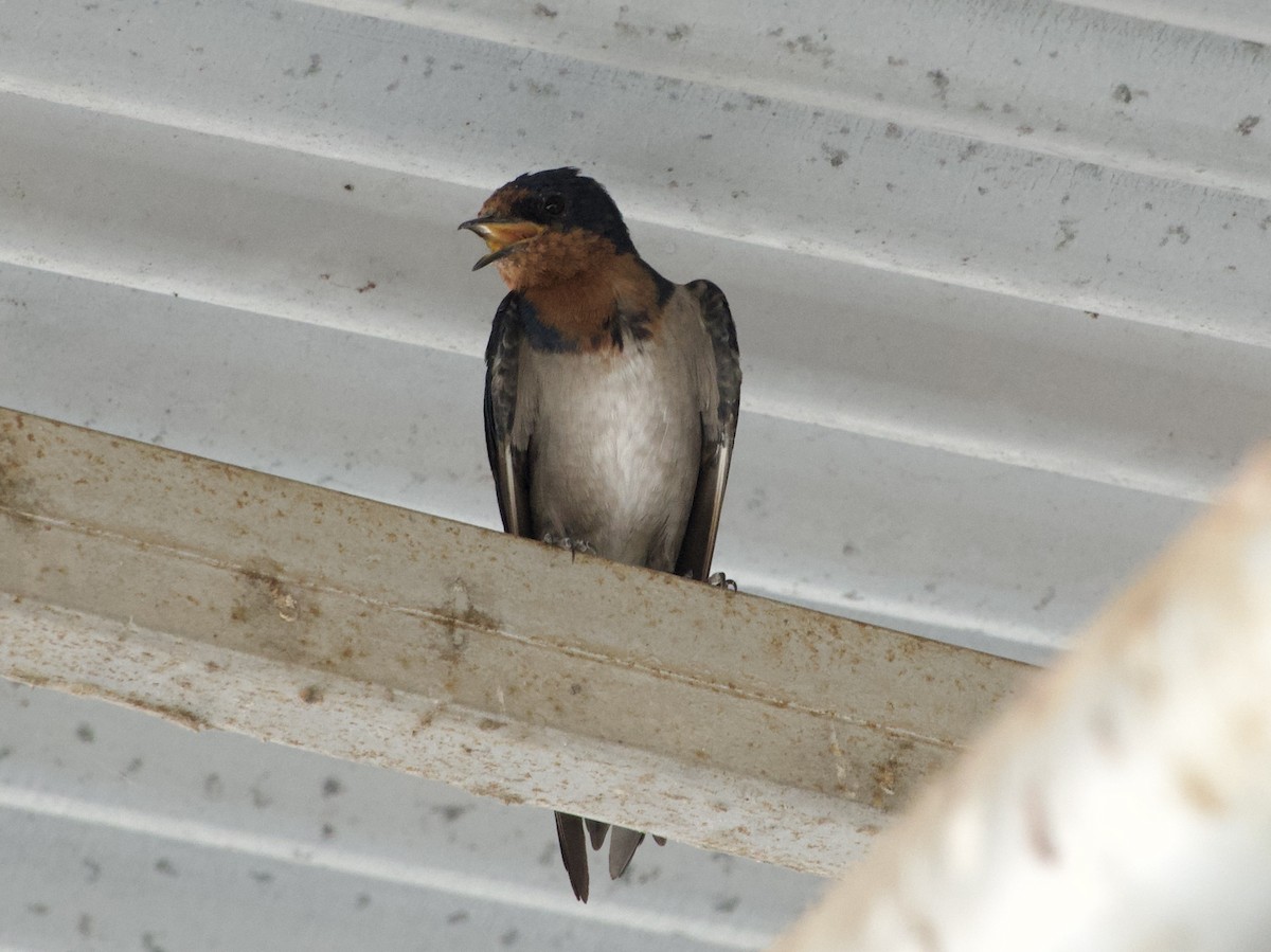Angola Swallow - ML621165761