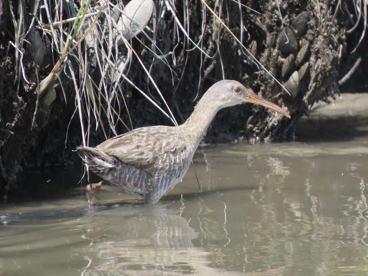 Clapper Rail (Atlantic Coast) - ML621165763